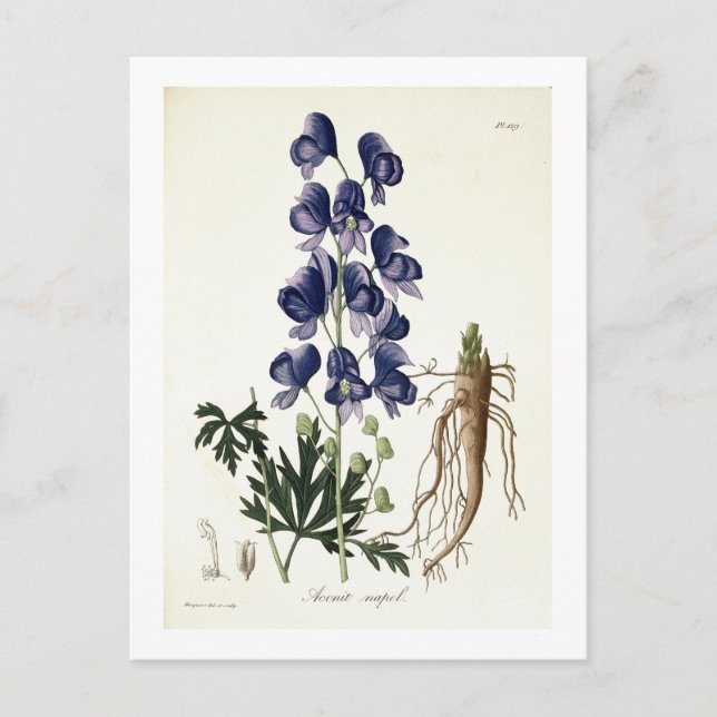 Aconitum Napellus from 'Phytographie Medicale' by Postcard (Front)