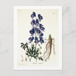 Aconitum Napellus from 'Phytographie Medicale' by Postcard