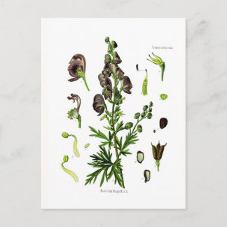 Aconitum napellus(Monkshood) Postcard