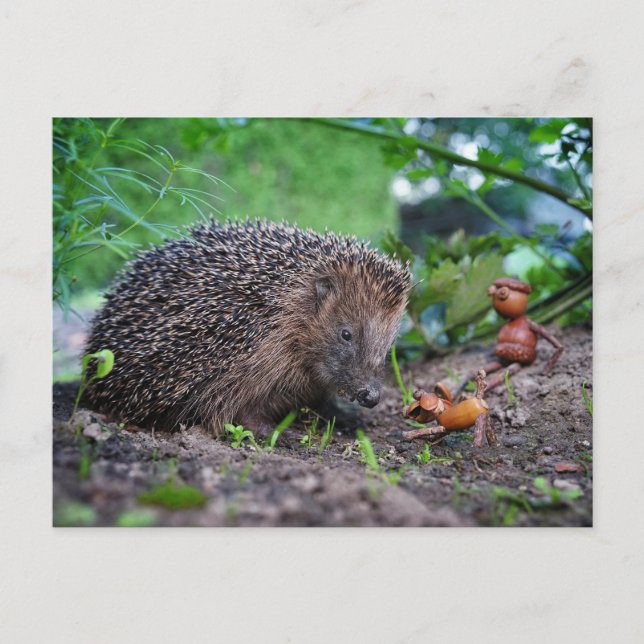 Acorn ef with dog and hedgehog - nice  postcard (Front)