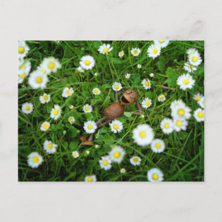 Acorn Elf Among Daisies Postcard