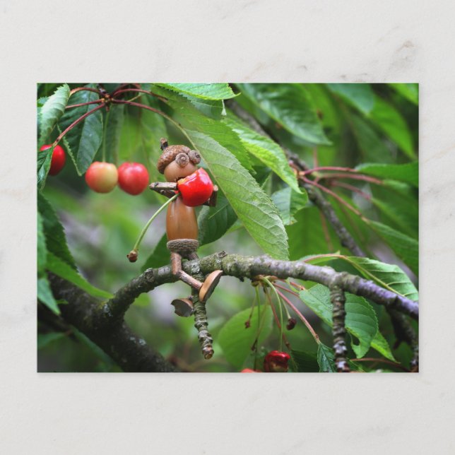 Acorn elf eating cherries on the tree summer  postcard (Front)