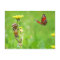 Acorn elf on dandelion with butterfly on meadow