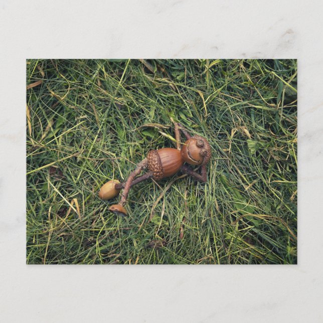Acorn elf resting on hay postcard (Front)