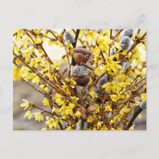 Acorn elf with catkins spring postcard (Front)