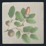 Acorn Oak Leaves Stone Coaster<br><div class="desc">Vintage Acorn Oak Leaves</div>