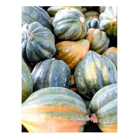 Acorn Squash Postcard