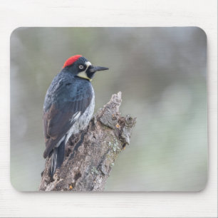 Acorn Woodpecker Mouse Pad