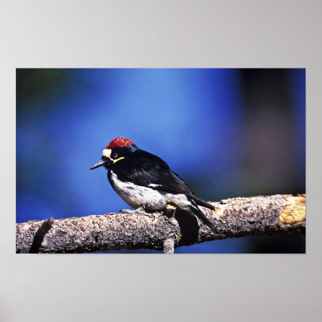 Acorn Woodpecker Poster (Front)