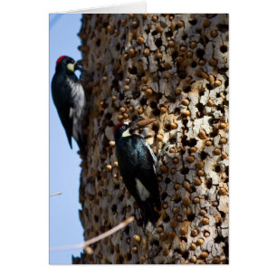 Acorn Woodpeckers