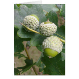 Acorns Card