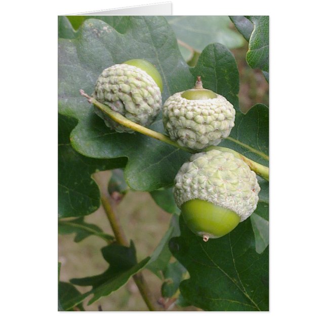 Acorns Card (Front)