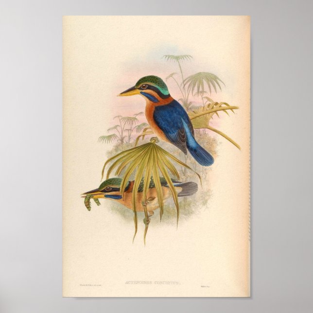 Actenoides Concretus Kingfisher Bird Poster (Front)