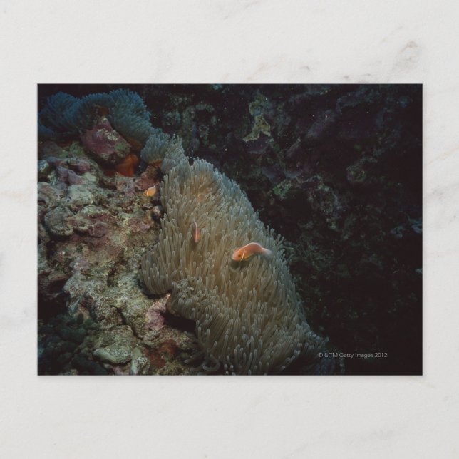 Actinia Postcard (Front)