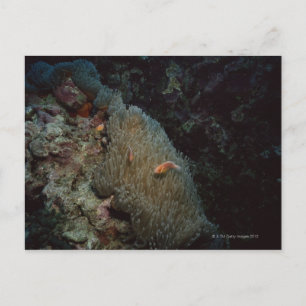 Actinia Postcard