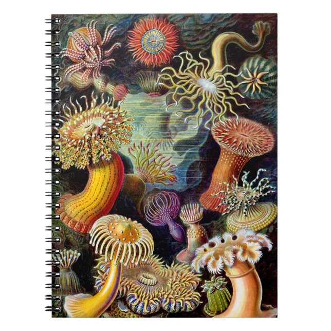 Actiniae by Ernst Haeckel Notebook (Front)