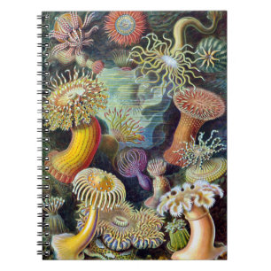 Actiniae by Ernst Haeckel Notebook
