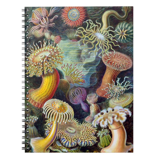 Actiniae by Ernst Haeckel Notebook (Front)