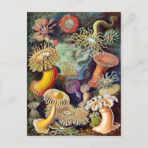 Actiniae illustration painting Germa Ernst Haeckel Postcard