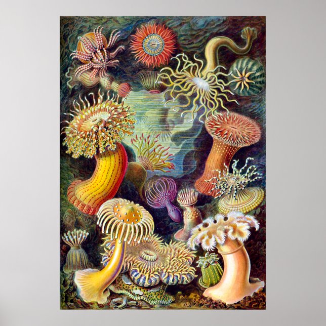 Actiniae illustration painting Germa Ernst Haeckel Poster (Front)