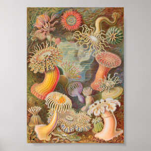 Actiniae Sea Anemones (Ernst Haeckel) Poster