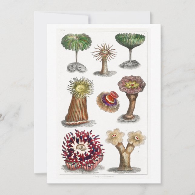 Actiniae vintage, science, ernst haeckel, biology invitation (Front)