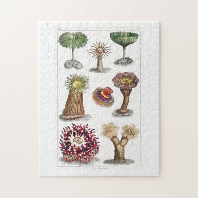 Actiniae vintage, science, ernst haeckel, biology jigsaw puzzle (Vertical)
