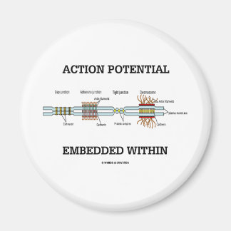 Action Potential Embedded Within (Cell Junctions) Magnet