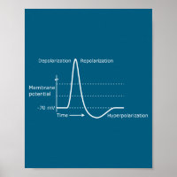 Action Potential Neuroscience Neurotransmitter Neu