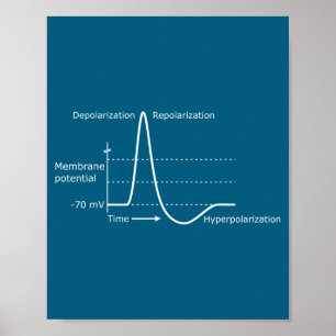 Action Potential Neuroscience Neurotransmitter Neu Poster