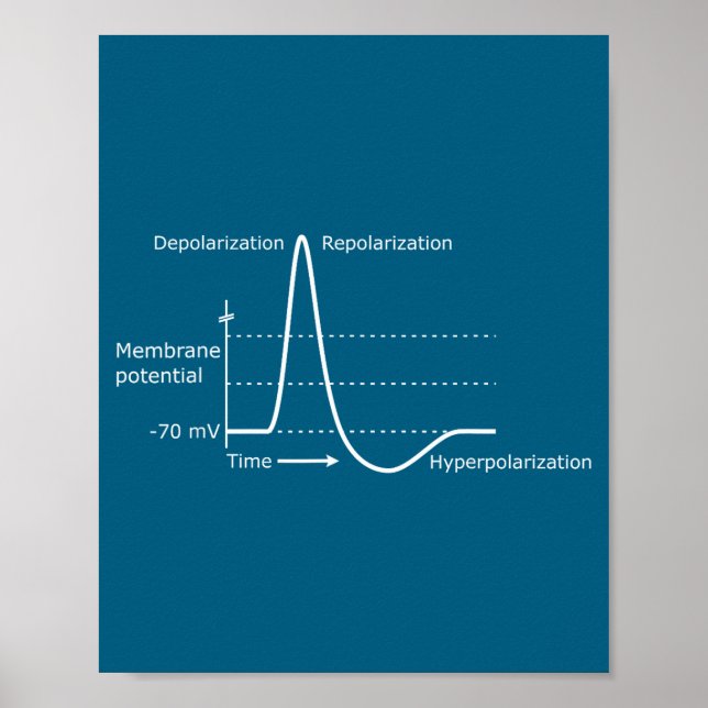 Action Potential Neuroscience Neurotransmitter Neu Poster (Front)