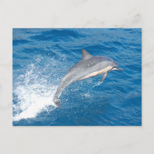 Action shot of dolphin jumping in Hawaii Postcard
