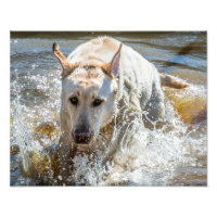 Active Yellow Labrador Splashing: Pet Photography