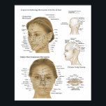 Acupuncture Reflexology Face & Head Microsystems Poster<br><div class="desc">Facial Microsystem points for Diagnosis & Treatment. Acupuncture reflexology microsystems of the face and head. The microsystems show associations to body areas and and the main meridian system. The chart includes the Chinese face microsystem,  Chinese scalp system,  Chinese nose system and lip microsystem from traditional Ayurvedic medicine.</div>