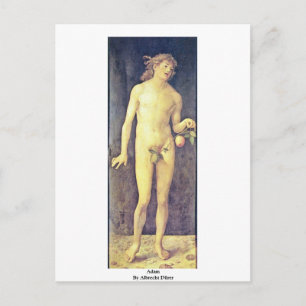 Adam By Albrecht Dürer Postcard