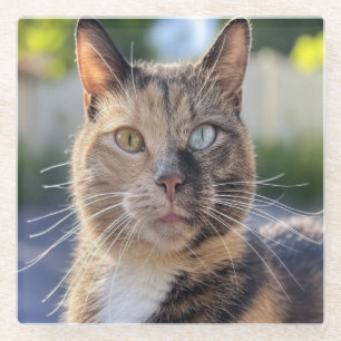 Add Cat Photo Customise Glass Coaster