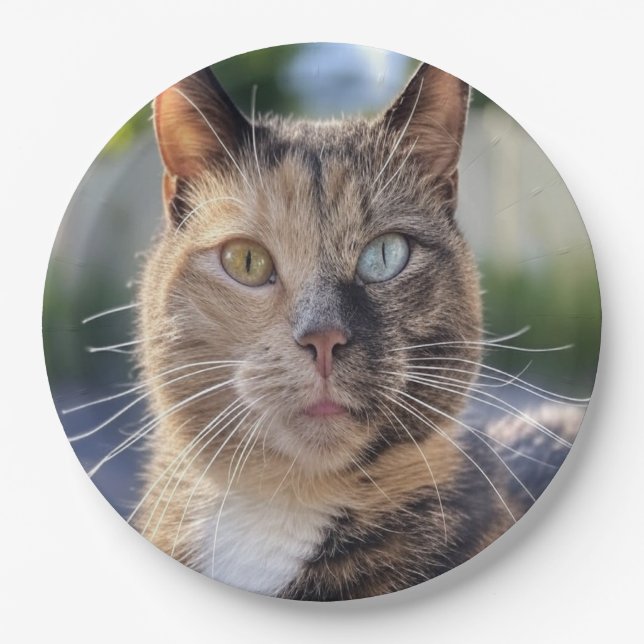 Add Cat Photo Customise Paper Plate (Front)