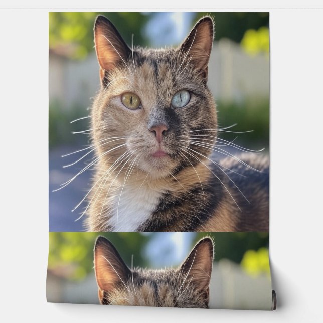 Add Cat Photo Customise Wallpaper (Unrolling)