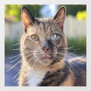 Add Cat Photo Customise Window Cling