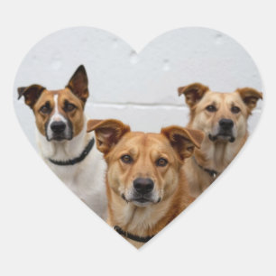 Add Custom Dog Photo for Pet Owner Heart Sticker