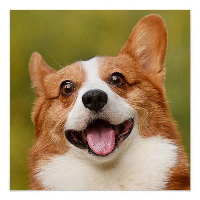 Add Dog Photo Personalised Customised Poster (Front)