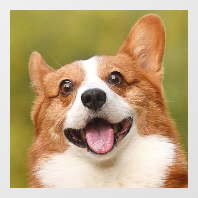 Add Dog Photo Personalised Customised Window Cling (Sheet)