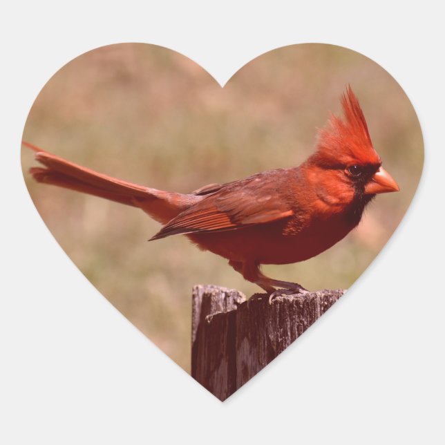 ADD PHOTO HEART STICKER (Front)