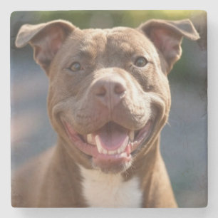 Add Pit Bull Photo Customise Stone Coaster
