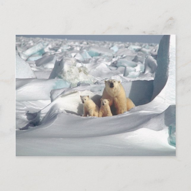 Add SLOGAN to Save Arctic Polar Bears Planet Ice Postcard (Front)