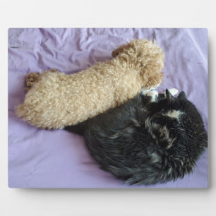 Add your cute or funny Pet Photos Plaque
