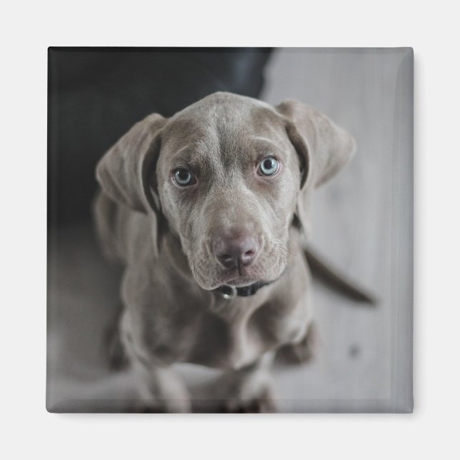 Add your dog or cat's photo to this personalised magnet (Front)