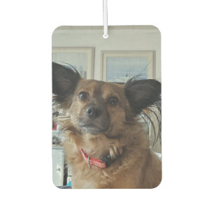 Add Your Favourite Dog Photos to these Car Air Freshener