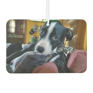 Add Your Favourite Puppy Photos to these Car Air Freshener