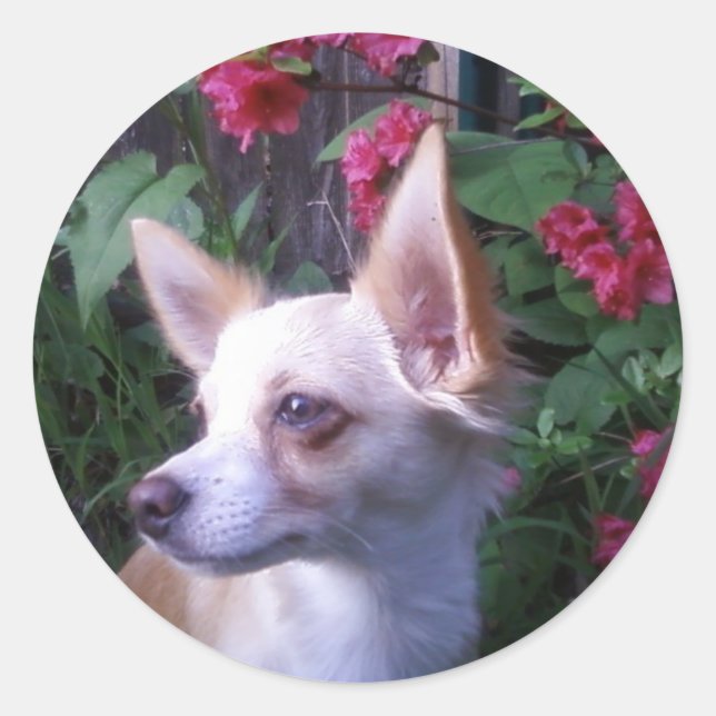 "Add Your Own Photo"    Sticker (Front)